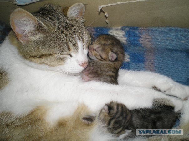 Котовторник (20.01)