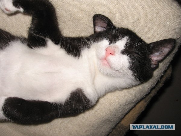 Котовторник в "КотоГетто"