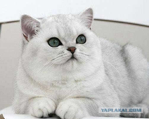 Котовторник! 11.10.11