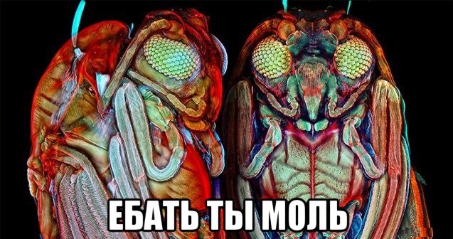 Опять микроскопные картиночки.