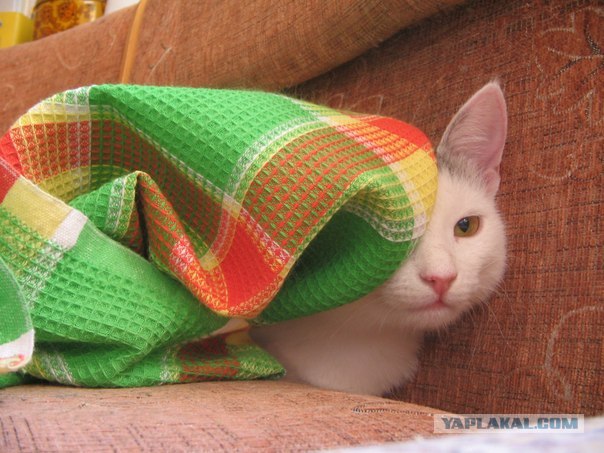 Котовторник 24.04.2012