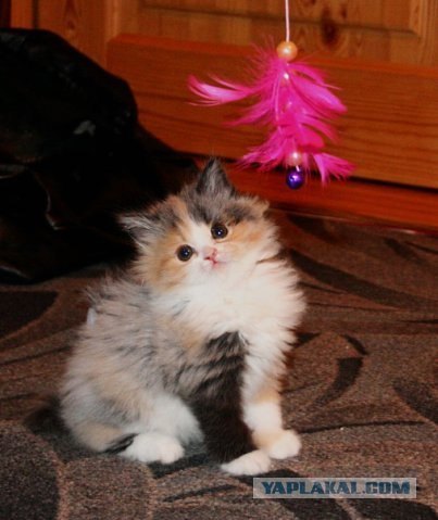 Котовторник 29.05.2012