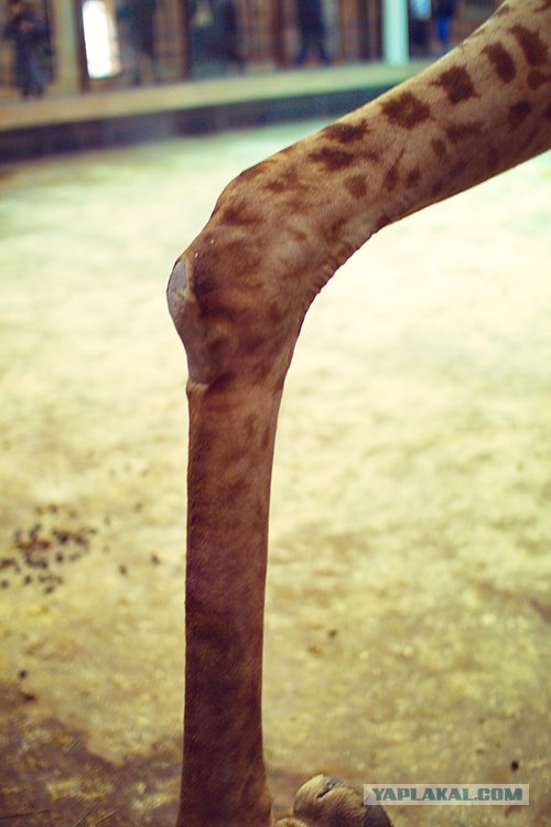 Московский зоопарк