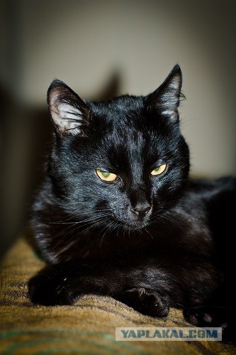 История одного кота