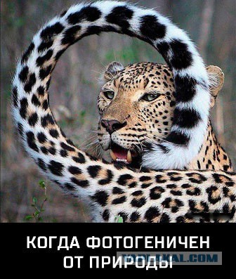 Дикий котовторник 21.05.19