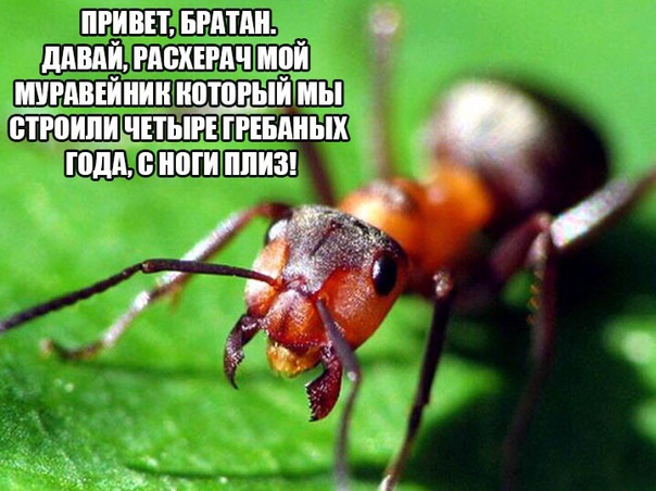 Картинки и мемы для настроения 25