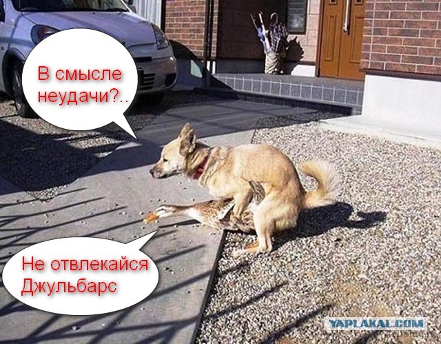Животные неудачи