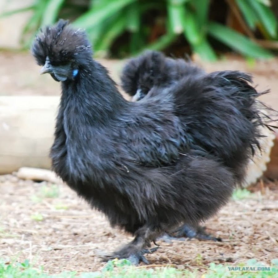 Как называется черная курица. Австралорп хохлатый. Австралорп яйца. Аям Цемани Курочка. Голландская белохохлая порода.