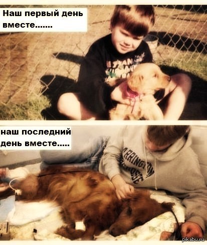 На мягких лапах по радуге