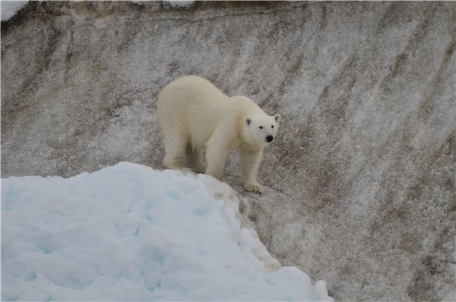 Отчет о покорении Северного полюса