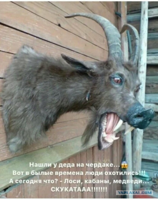 Лоси, кабаны, медведи - это фигня!