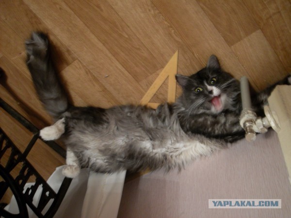 Котовторник 26.03.2013