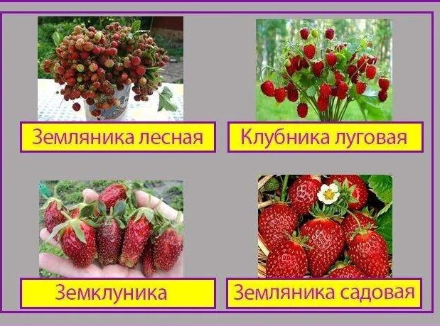 У нас клубника полевая пошла