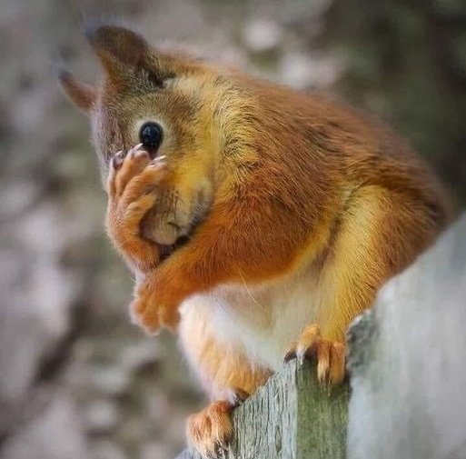 Белочка пришла