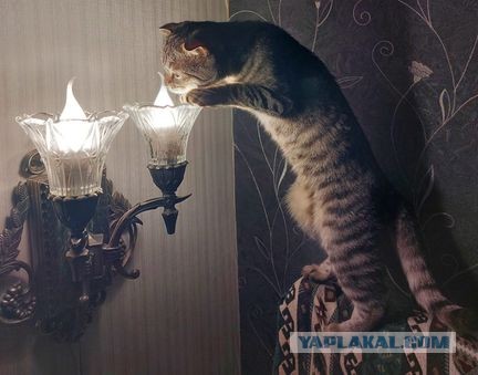 Я не люблю кошек, но...