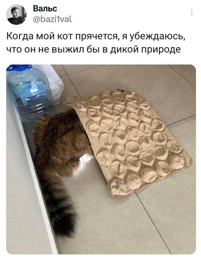 К котовторнику: подборка картинок-баянов с котиками и про котиков. Выпуск 19.