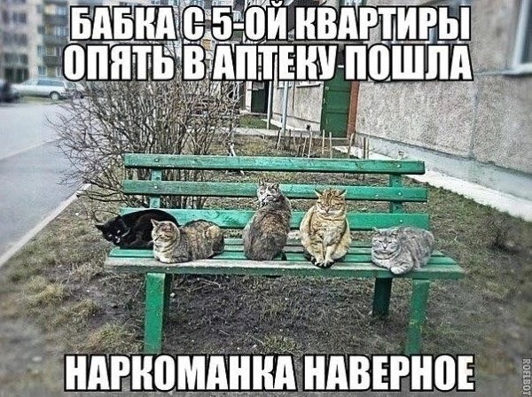 К котовторнику: подборка картинок-баянов с котиками и про котиков. Выпуск 23.