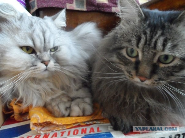 Котовторник 9.07.2013