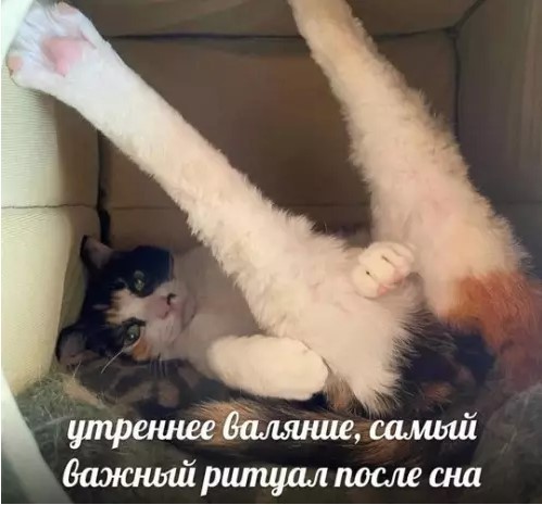 К котовторнику: подборка картинок-баянов с котиками и про котиков. Выпуск 36.
