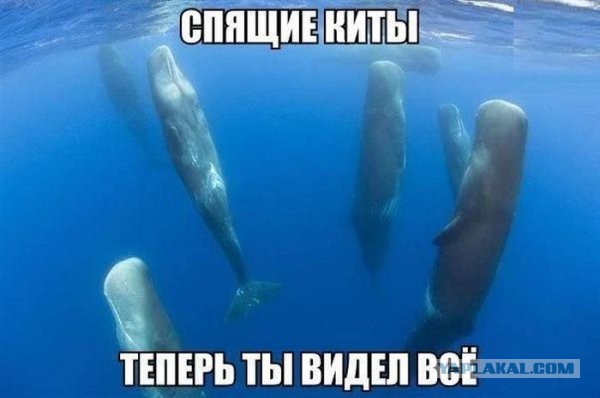 Теперь ты видел всё