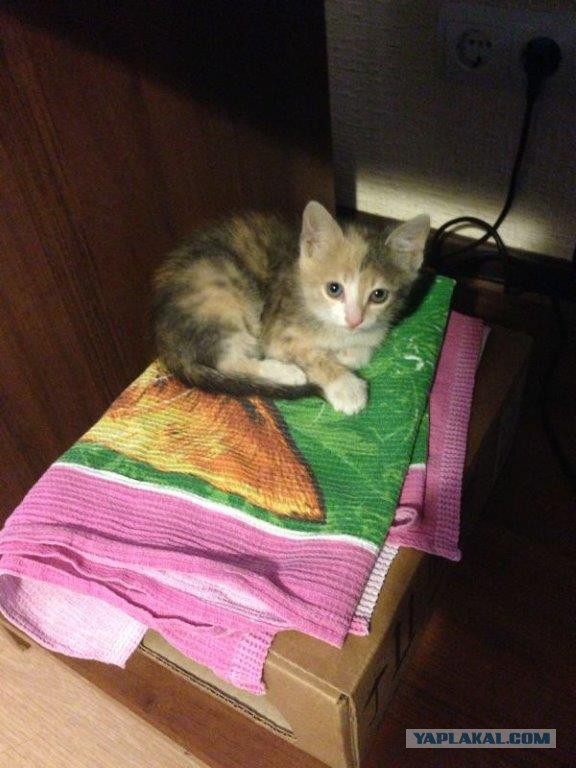 КотоПост