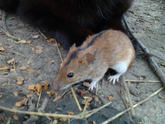 Котовторник 22.04.2014