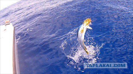 Каникулы во Флориде