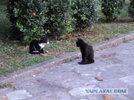 Котовторник 16.09.14