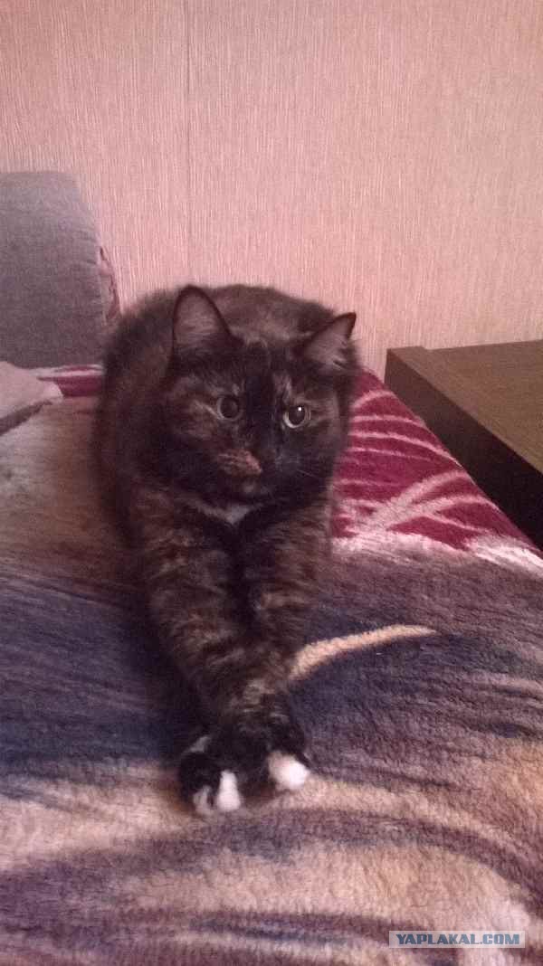 Моя любимая кошка