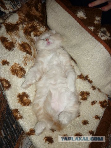 Котовторник