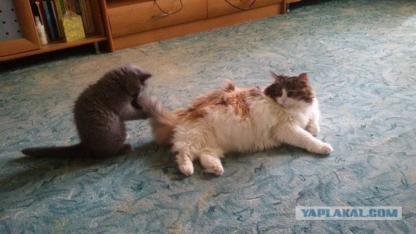 Котовторник 28.04.2015