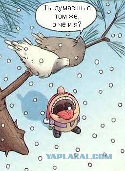 Птицы и свобода