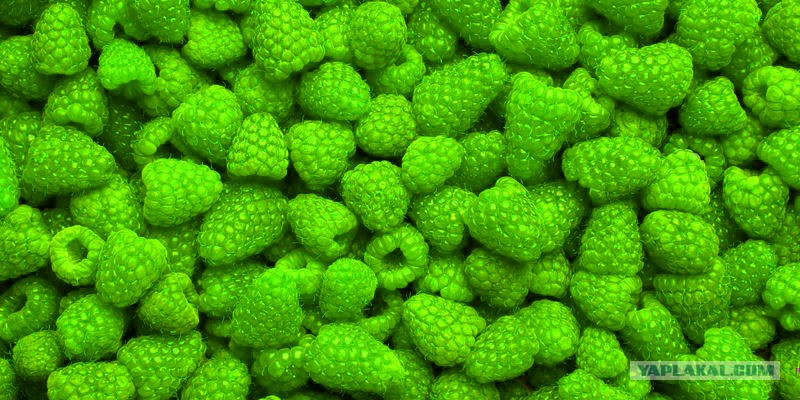 Малинки малинки зеленые. Ягода малина картинка. Картинка с малинкой с зеленой. Малиники малиники такие вечериники. Заставка на рабочий стол ягоды.