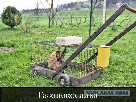 Картинки из интернета