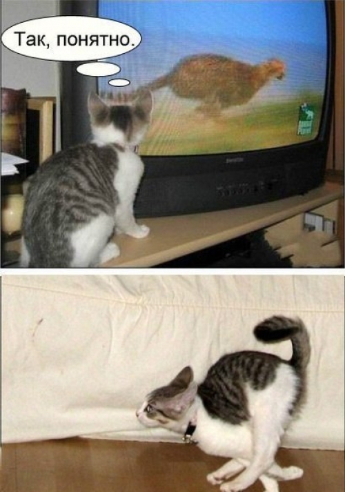 Котовторник