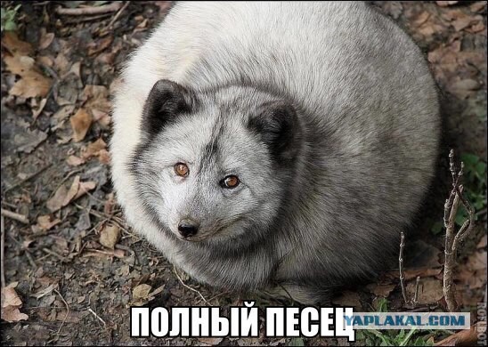 Почему она не едет?