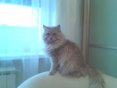 Котовторник 19.01.2016