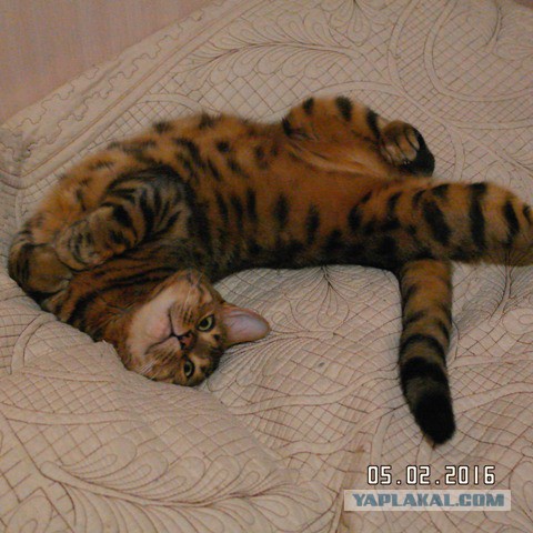 Котовторник