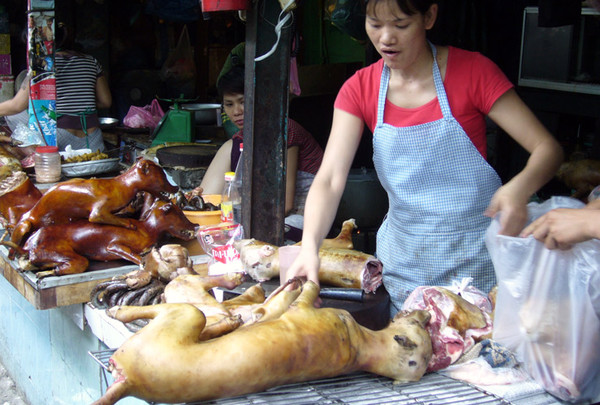 Щенок, потерявший все свои 4 лапы в корейской мясной лавке, обрел новый дом