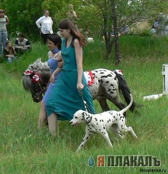 101 далмакотец