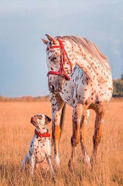 Прикольные животные