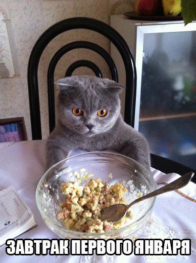Коты из сети