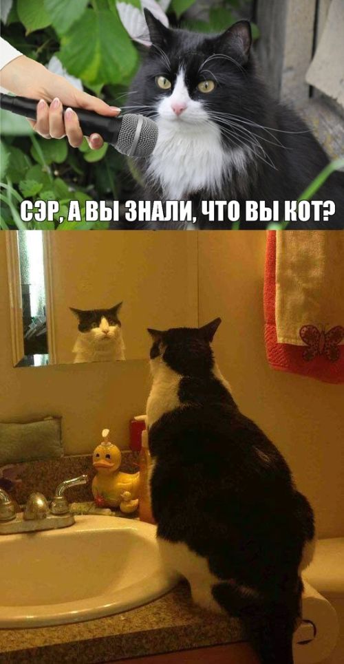 Коты из сети