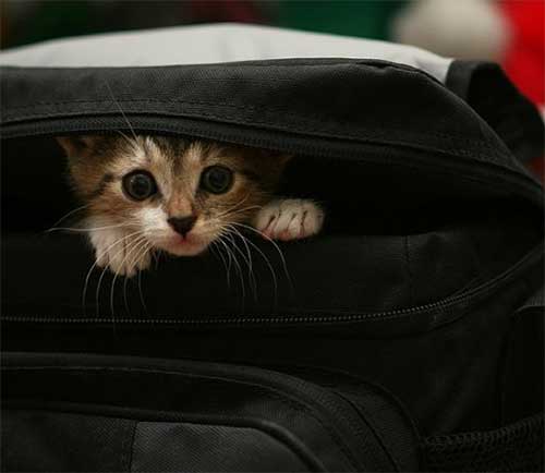 Коты из сети