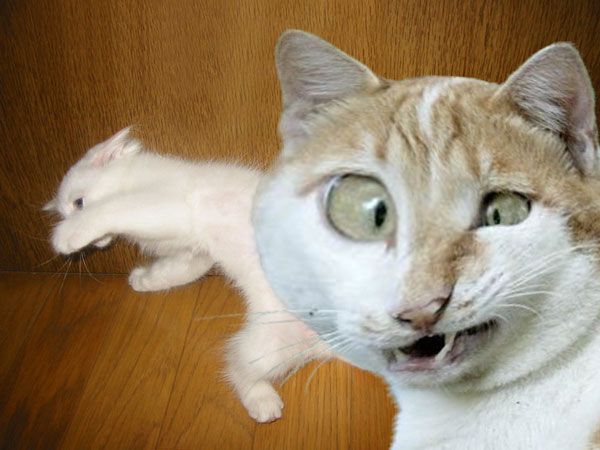 Коты из сети