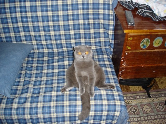Прикольные Коты недели (10 фото)