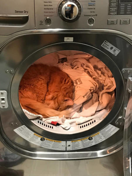 Коты из сети