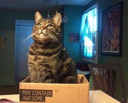 Коты и Кошки