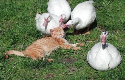 Фотобомбы котов