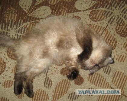 Уррааа! Котомет на ЯПлакалъ.
